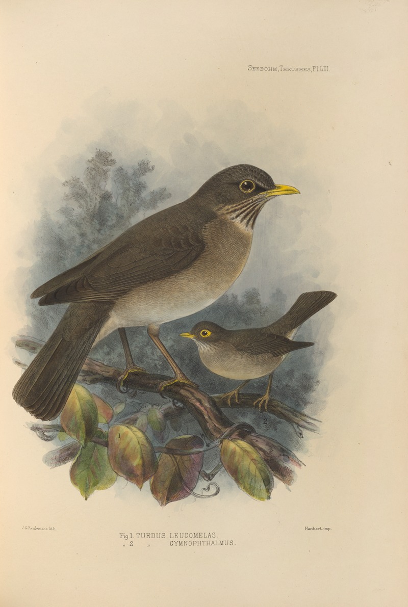 Henry Seebohm - Turdus Leucomelas, Turdus Gymnophthalmus