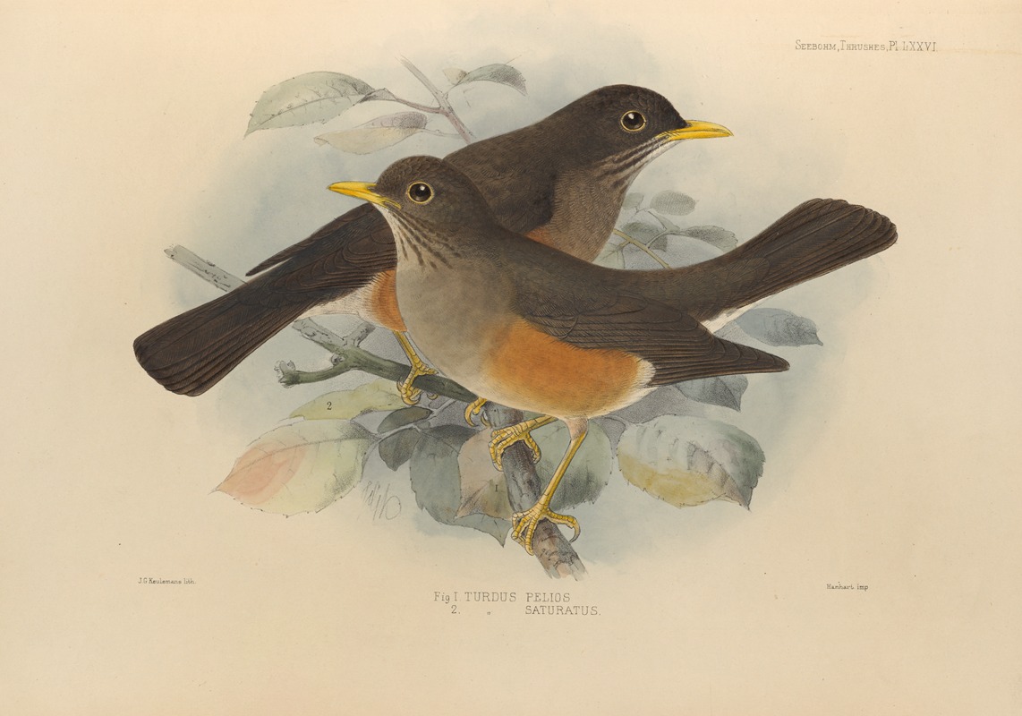 Henry Seebohm - Turdus Pelios, Turdus Saturatus