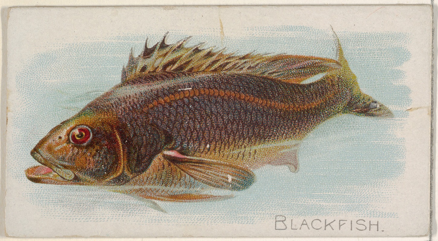 Allen & Ginter - Blackfish