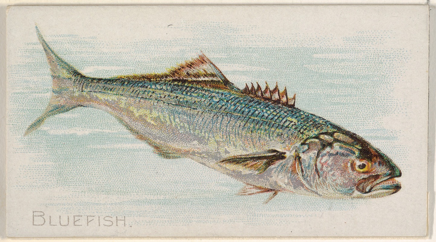 Allen & Ginter - Bluefish