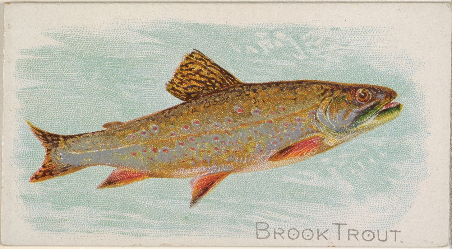 Allen & Ginter - Brook Trout