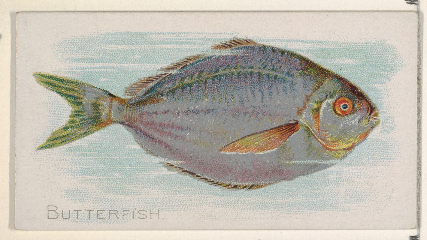 Allen & Ginter - Butterfish