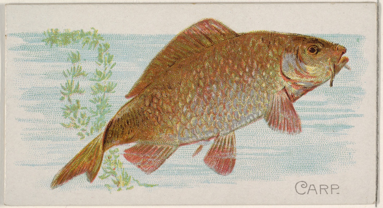 Allen & Ginter - Carp