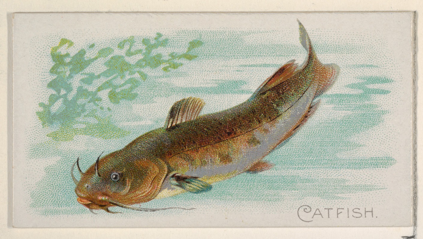 Allen & Ginter - Catfish