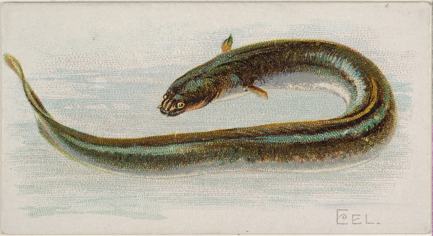 Allen & Ginter - Eel