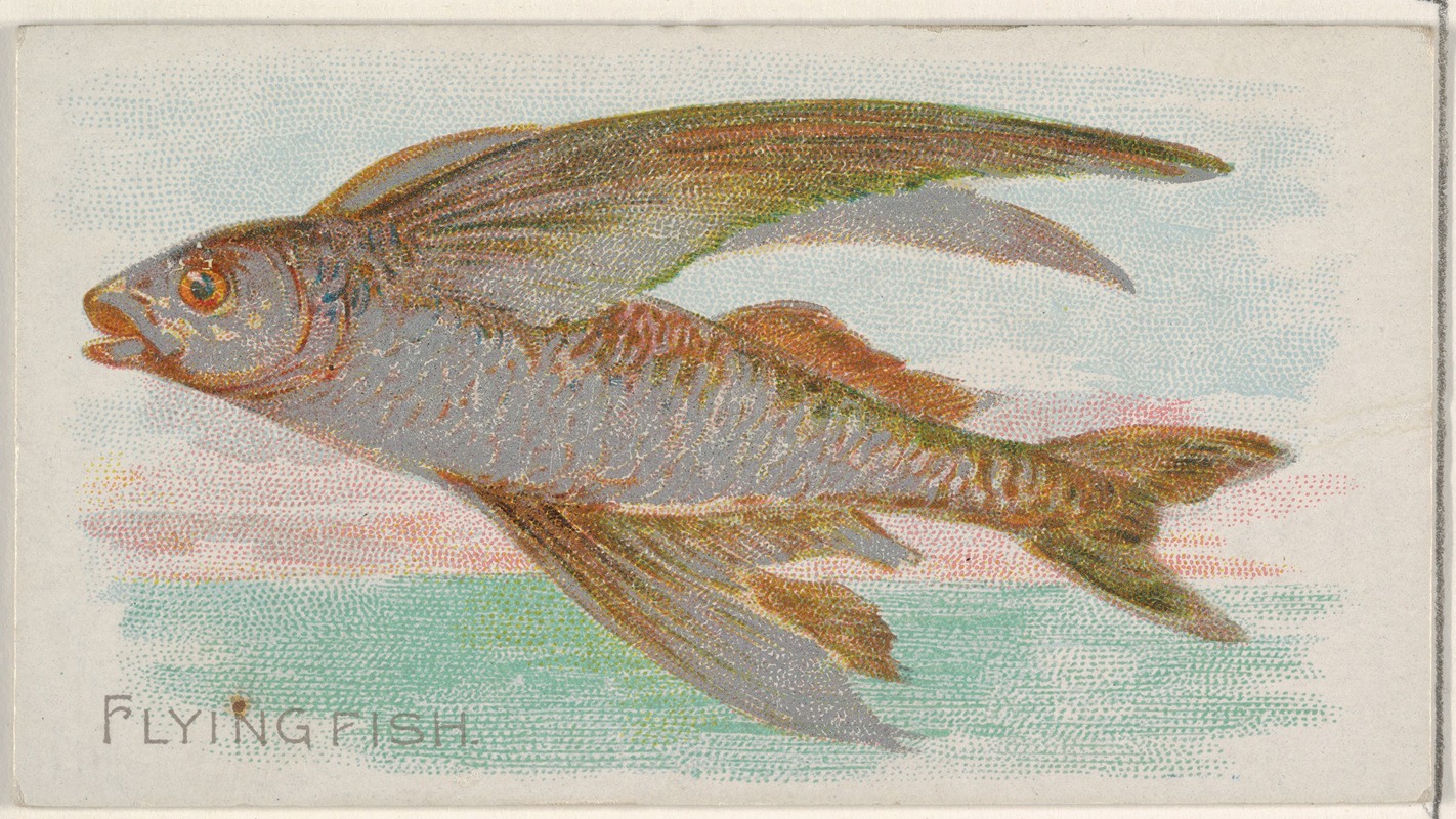 Allen & Ginter - Flying Fish