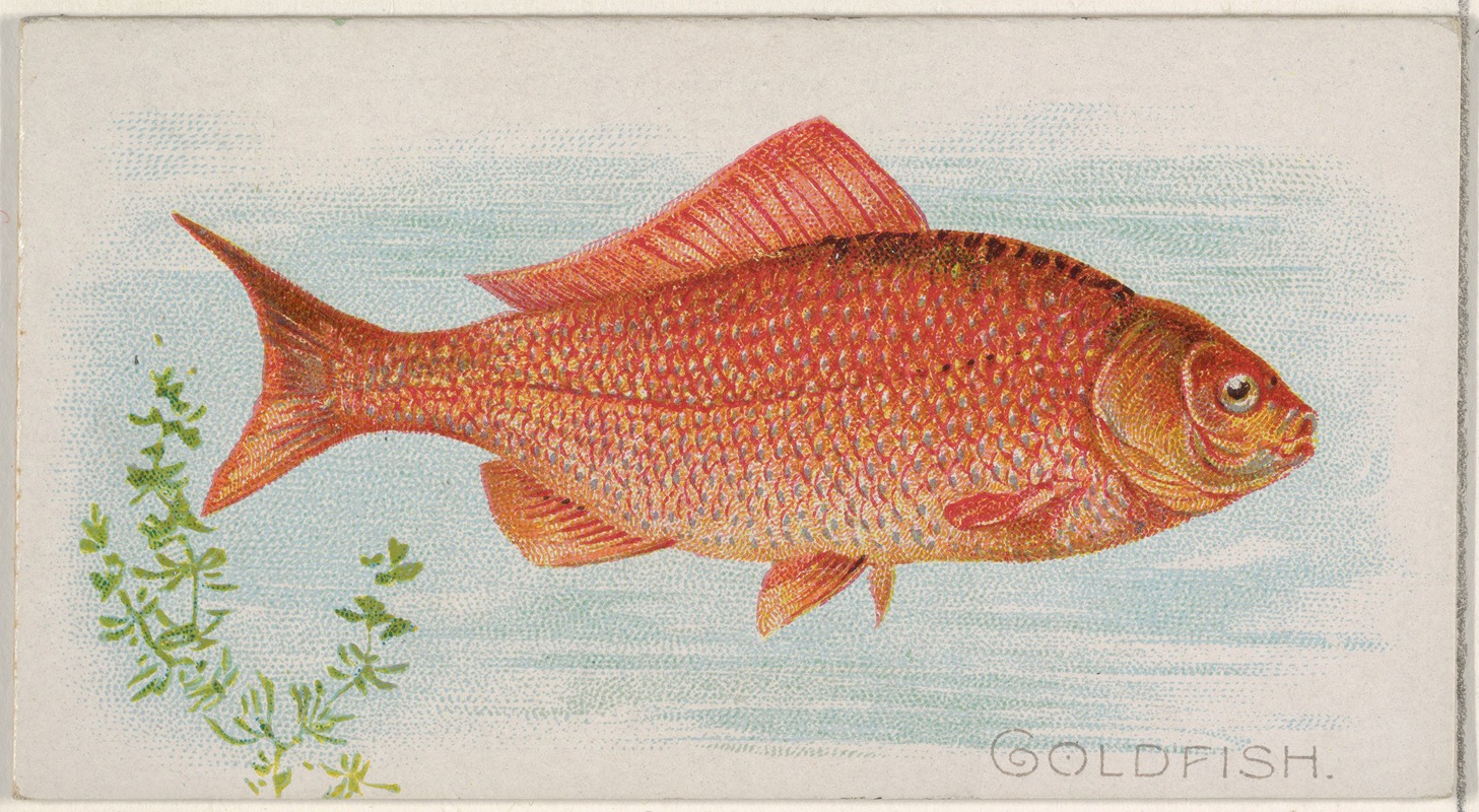 Allen & Ginter - Goldfish