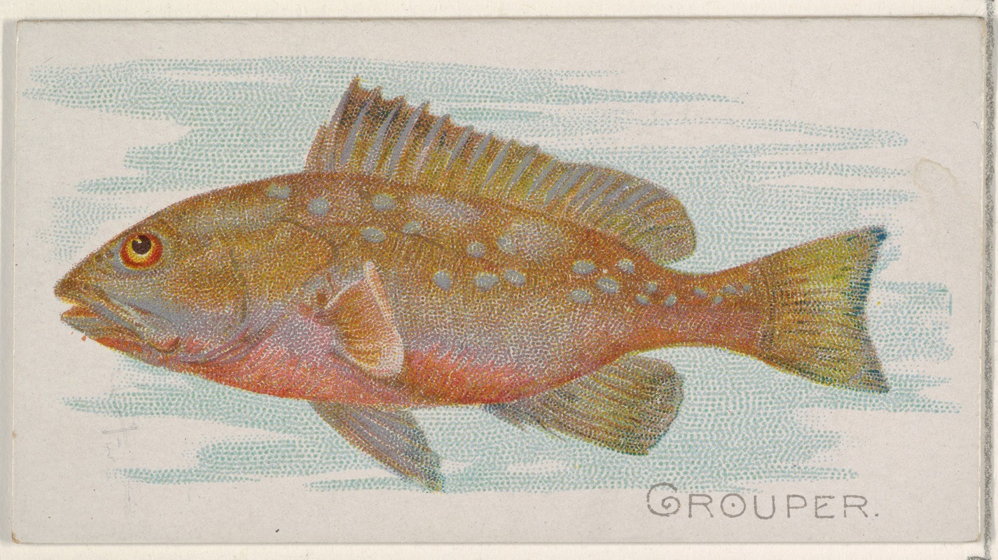 Allen & Ginter - Grouper