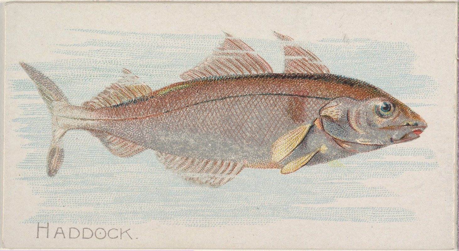 Allen & Ginter - Haddock