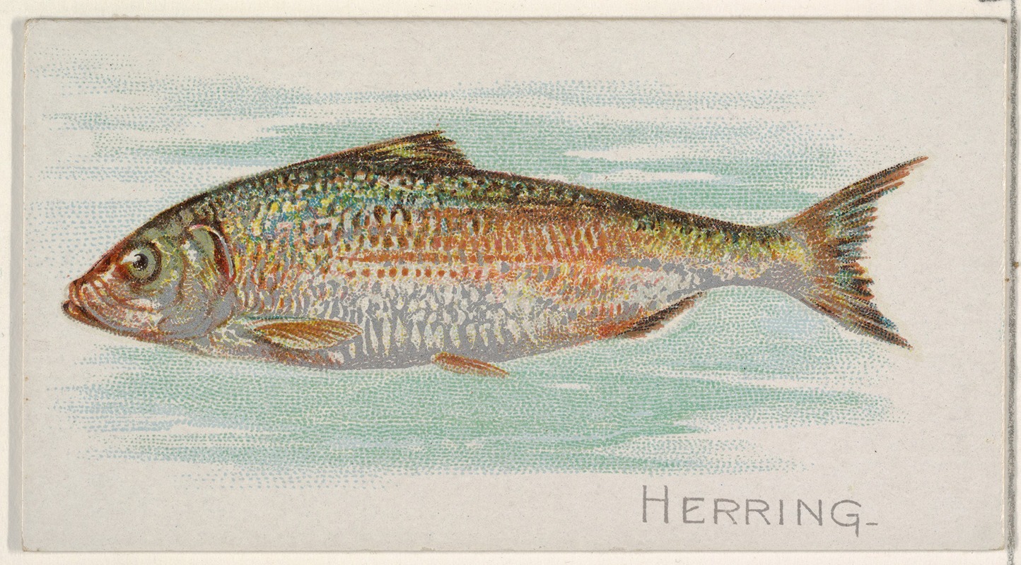 Allen & Ginter - Herring