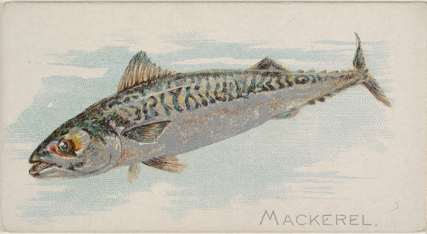 Allen & Ginter - Mackerel