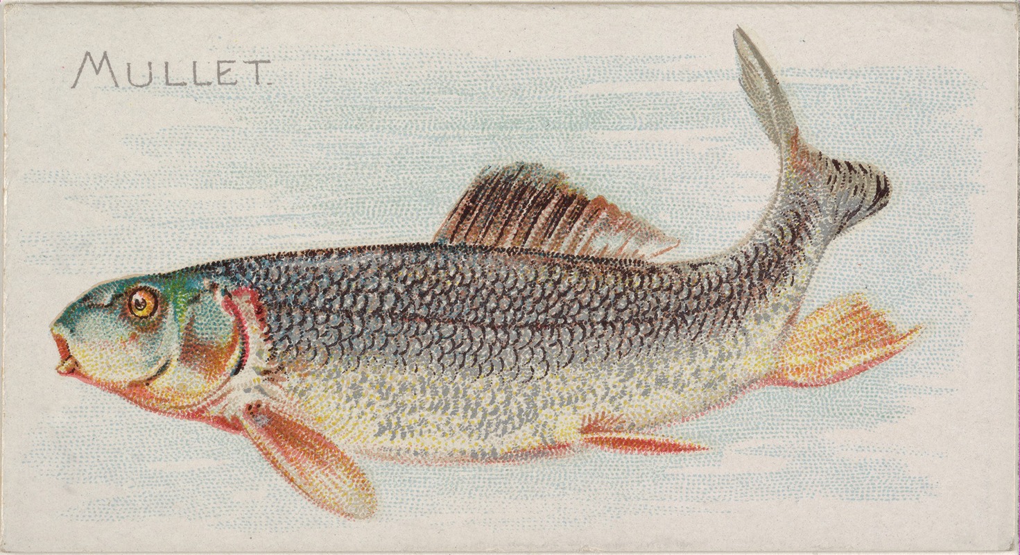 Allen & Ginter - Mullet