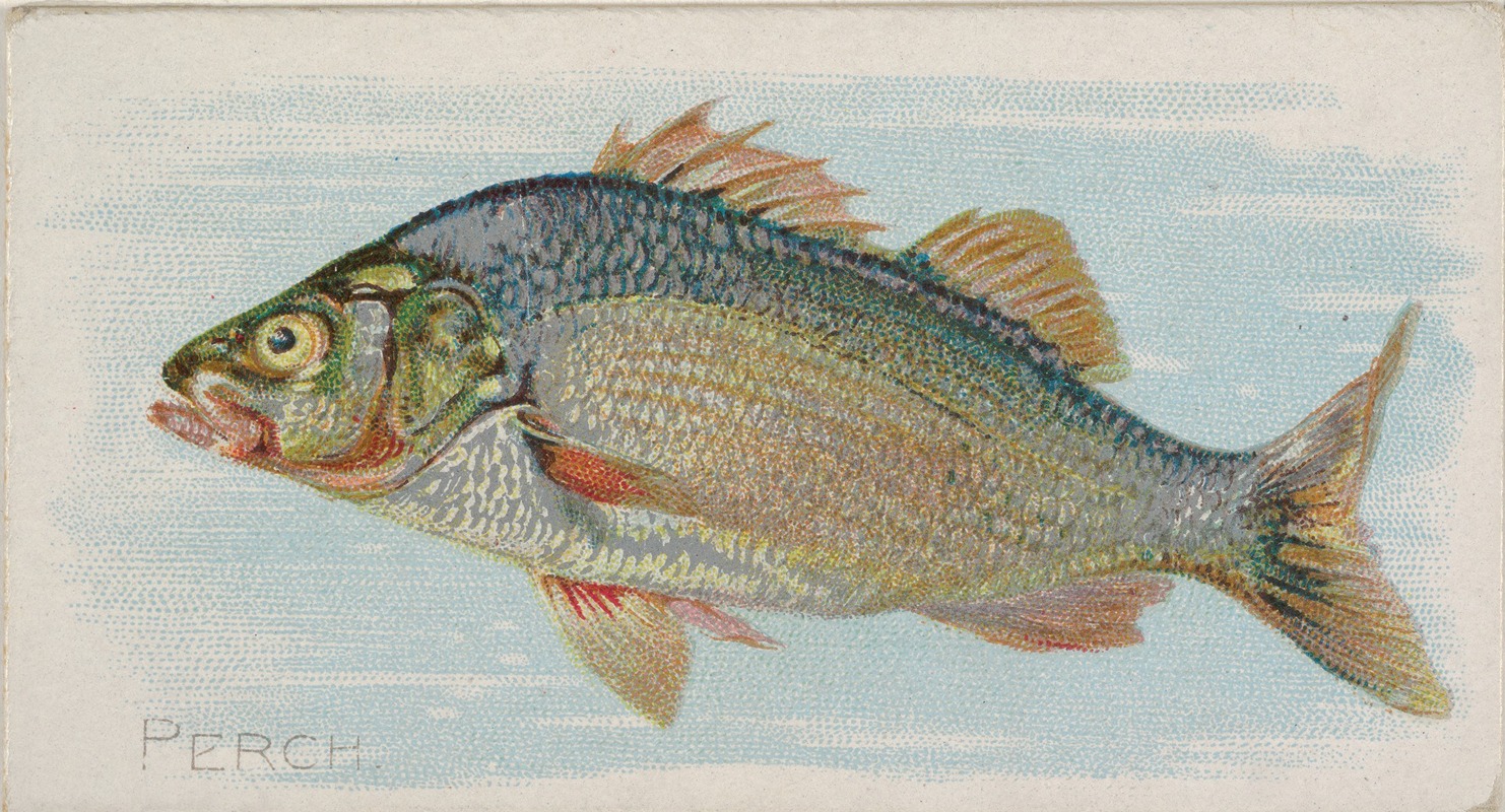 Allen & Ginter - Perch