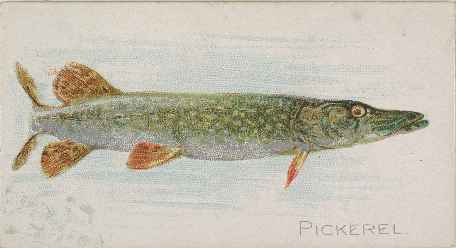 Allen & Ginter - Pickerel