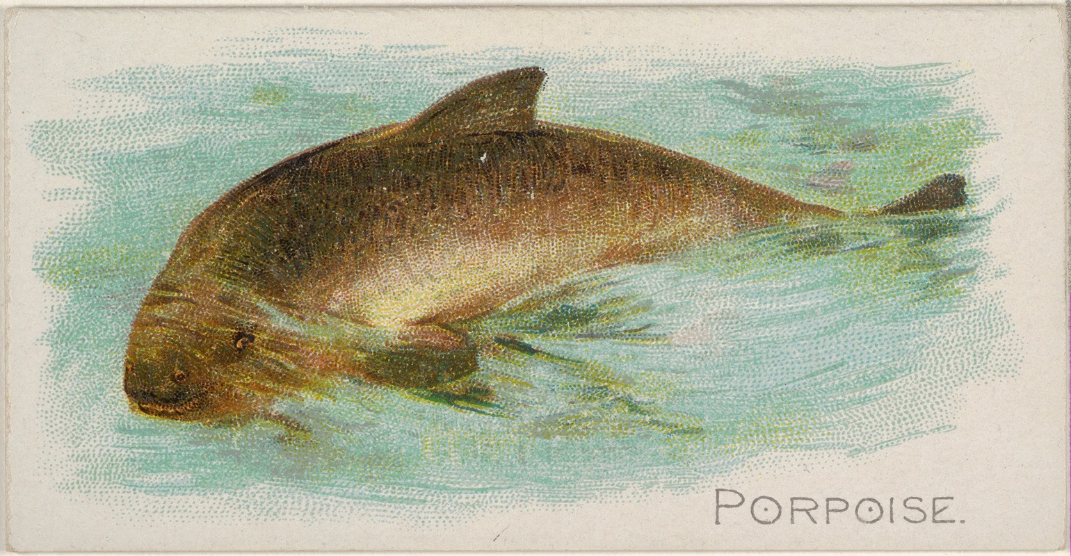 Allen & Ginter - Porpoise