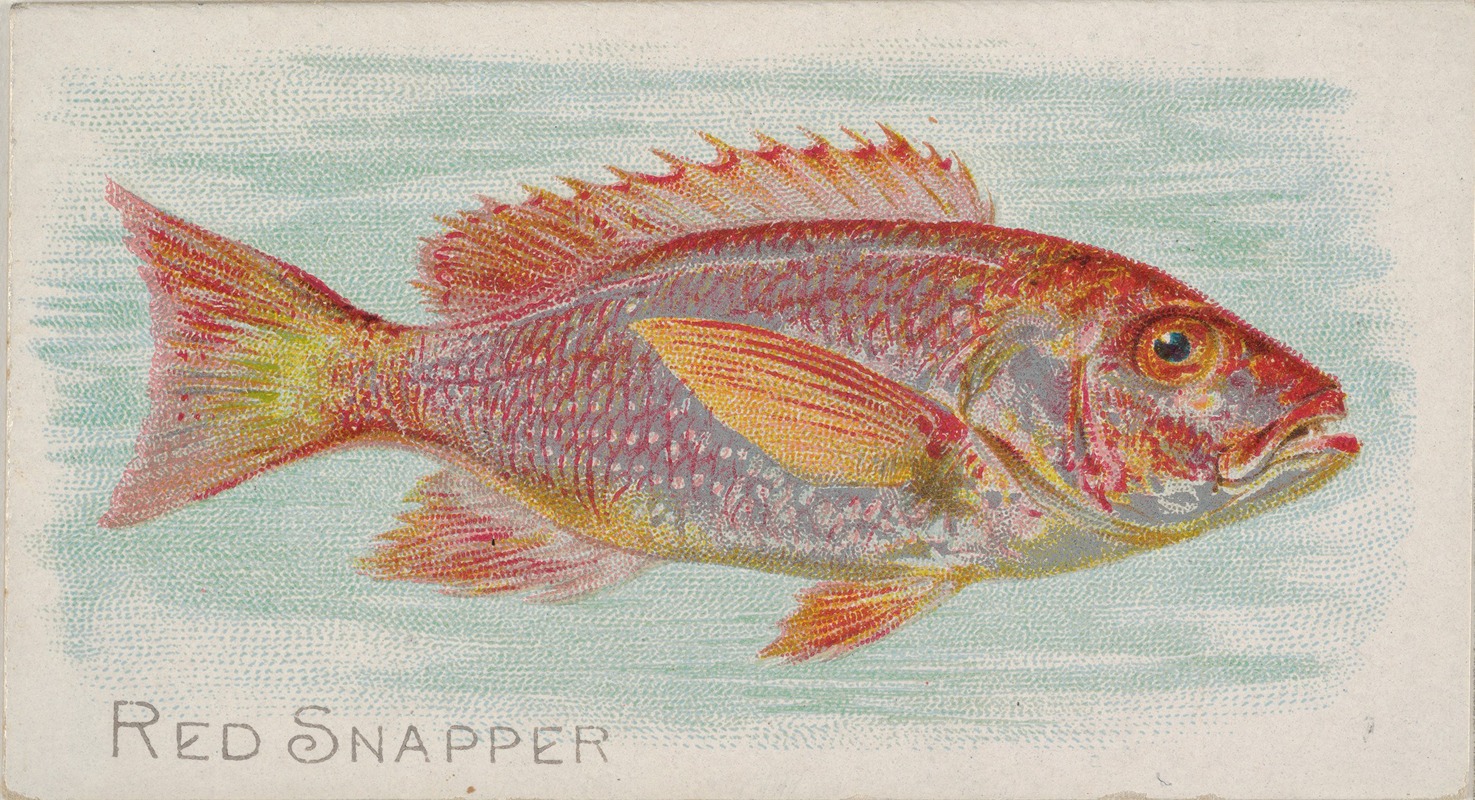 Allen & Ginter - Red Snapper