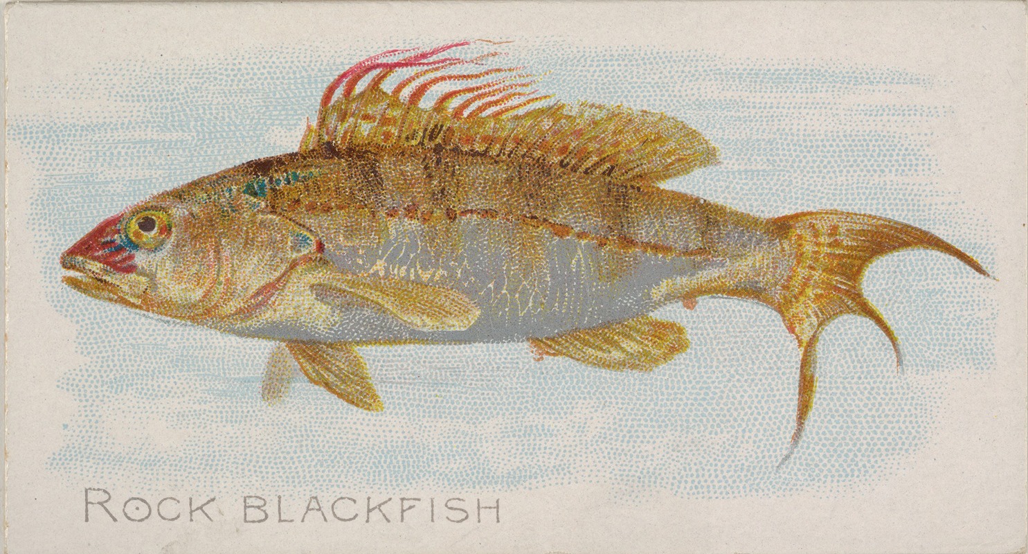 Allen & Ginter - Rock Blackfish