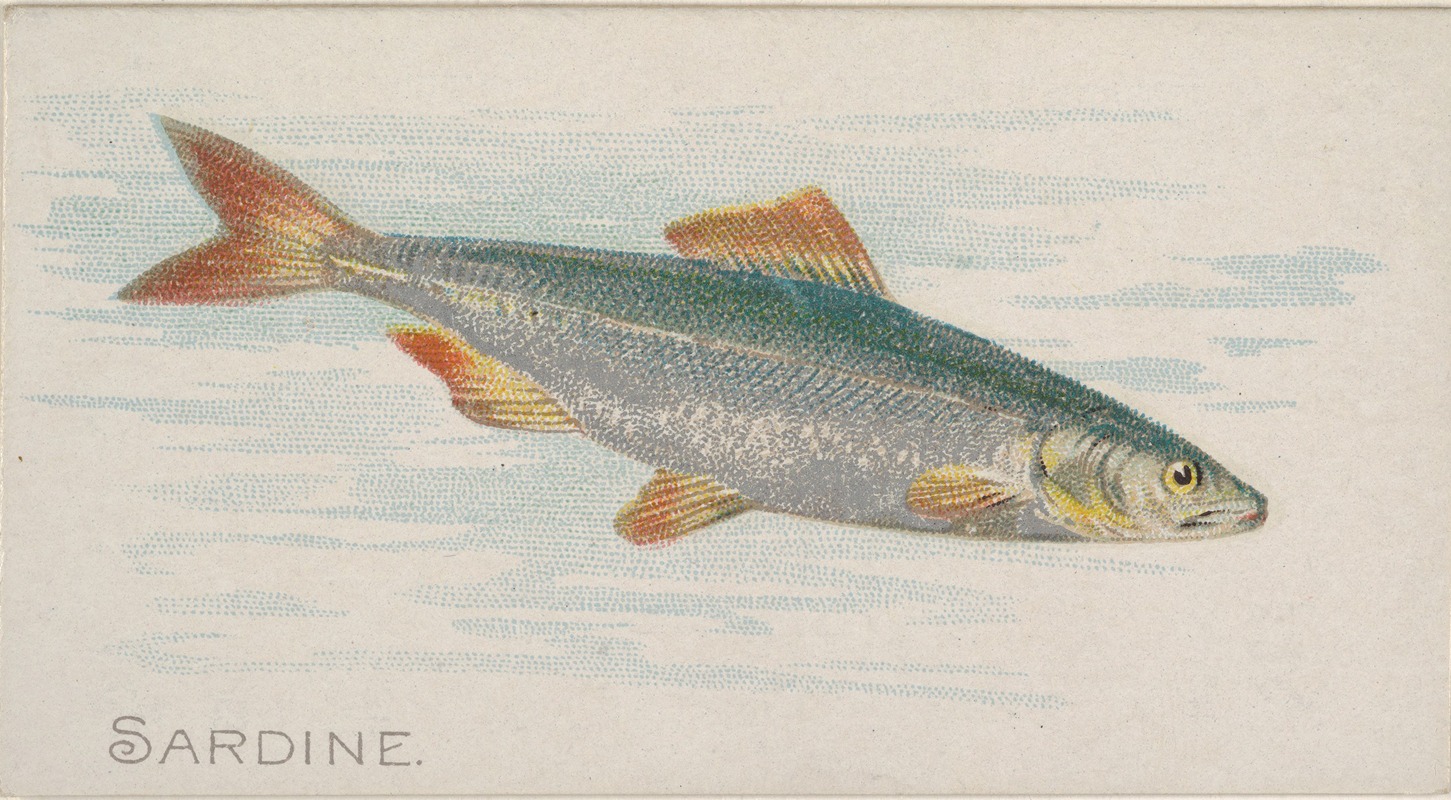 Allen & Ginter - Sardine