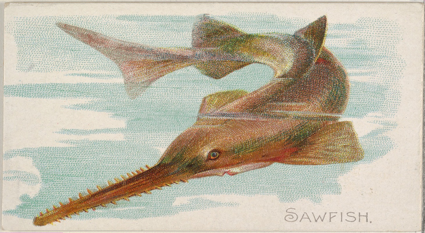 Allen & Ginter - Sawfish