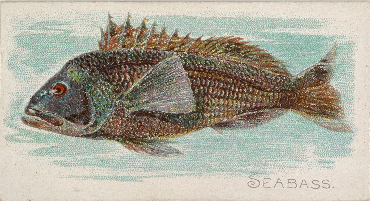 Allen & Ginter - Sea Bass