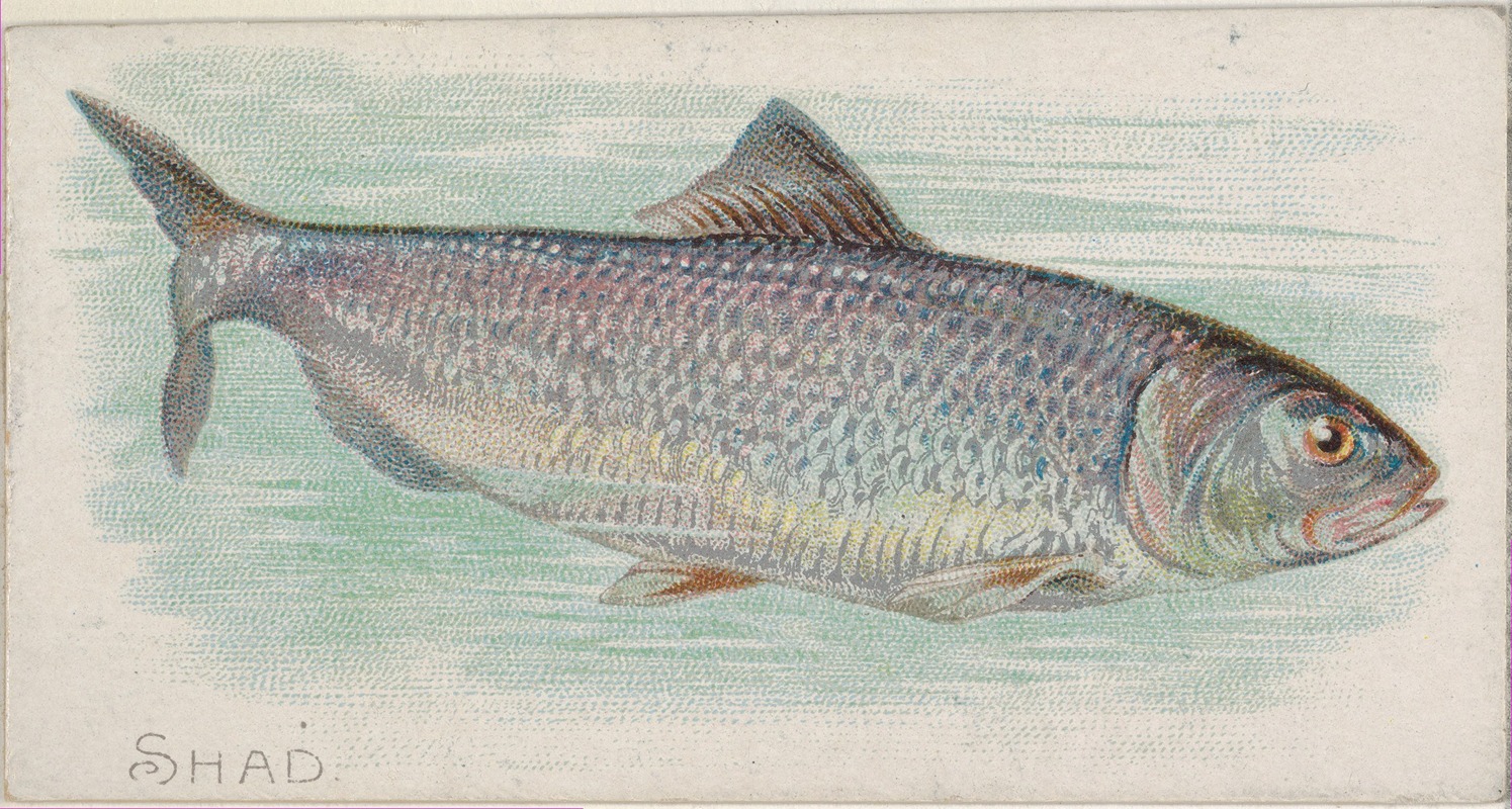 Allen & Ginter - Shad