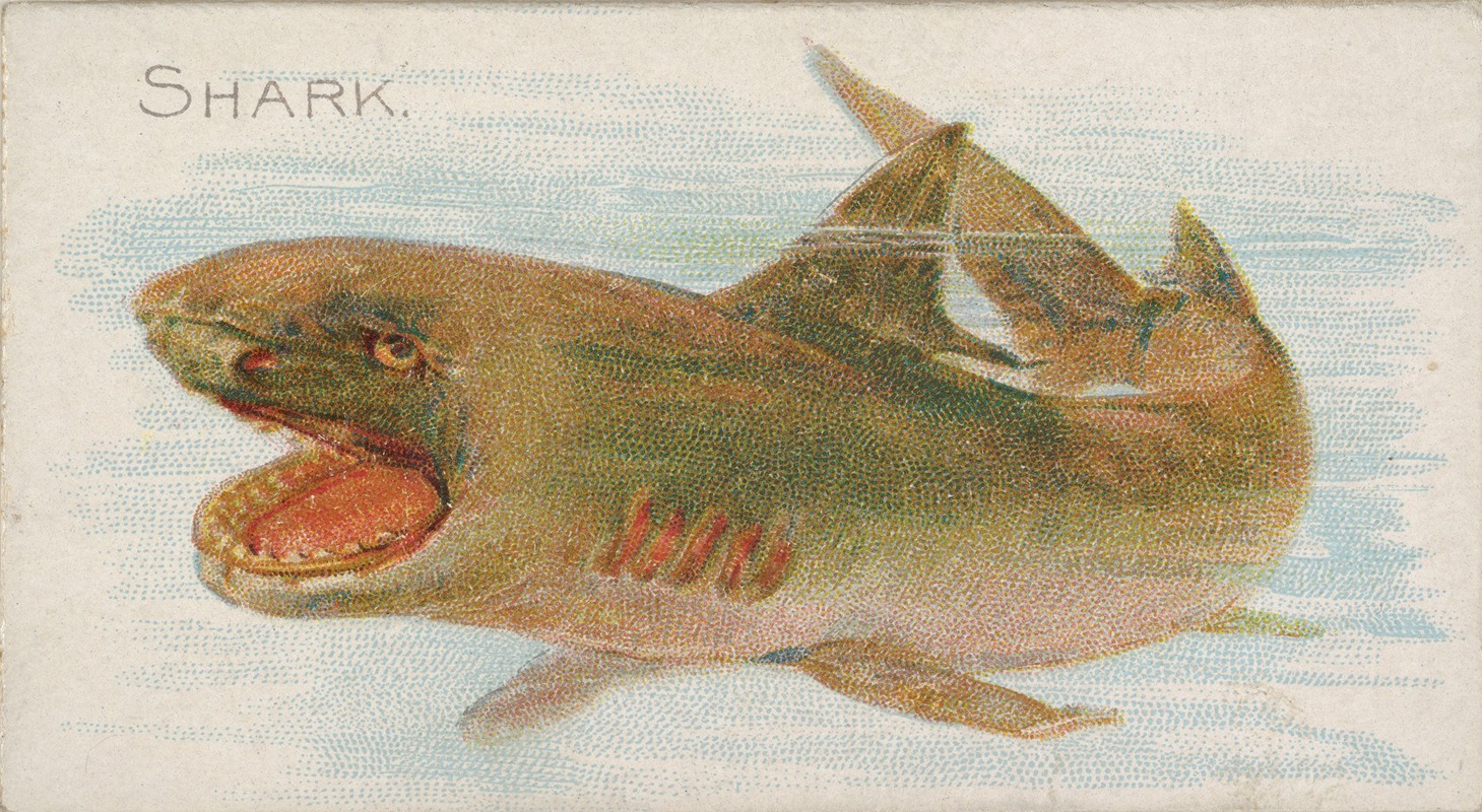 Allen & Ginter - Shark