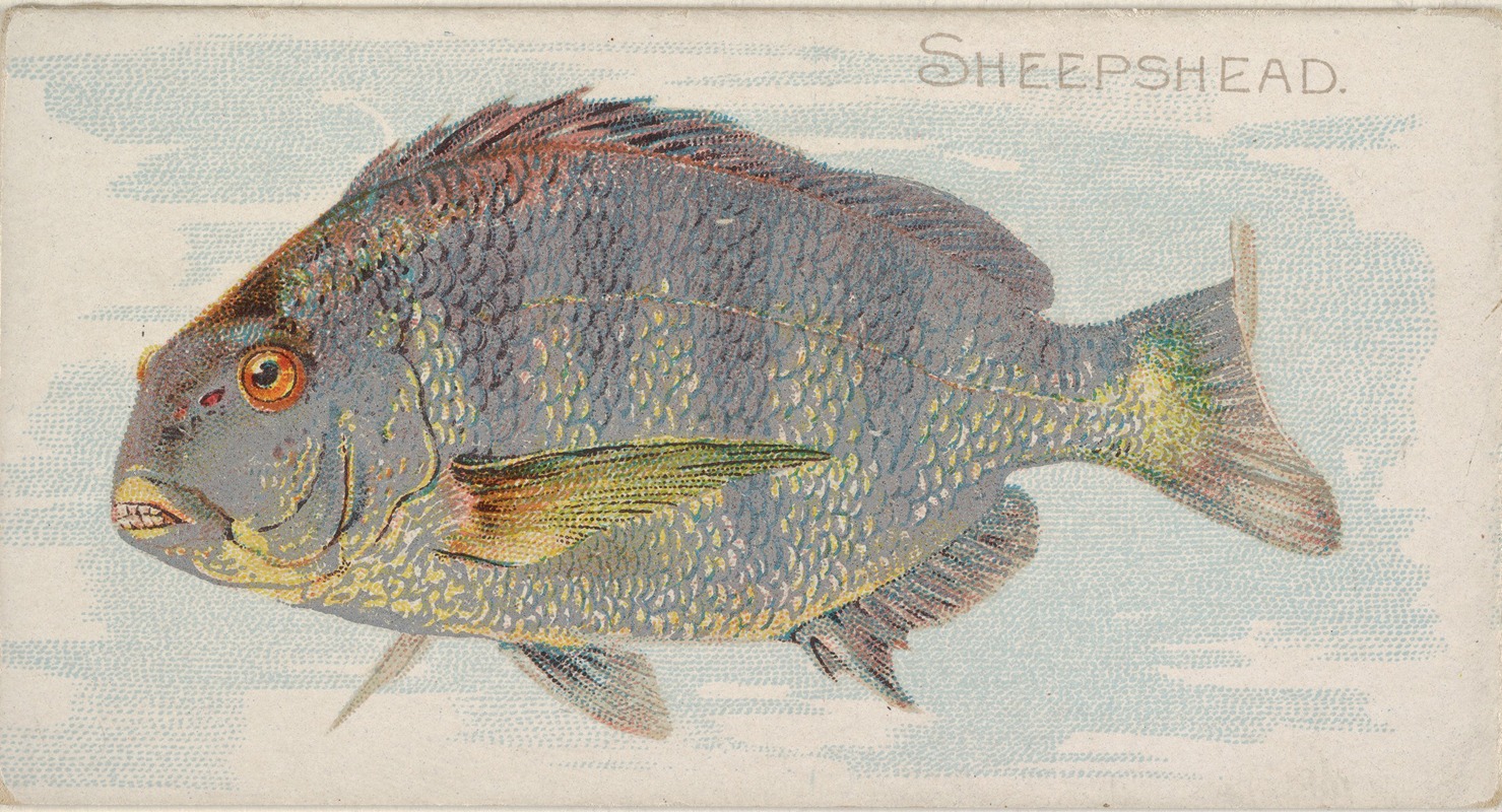 Allen & Ginter - Sheepshead