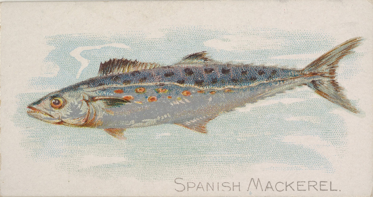 Allen & Ginter - Spanish Mackerel