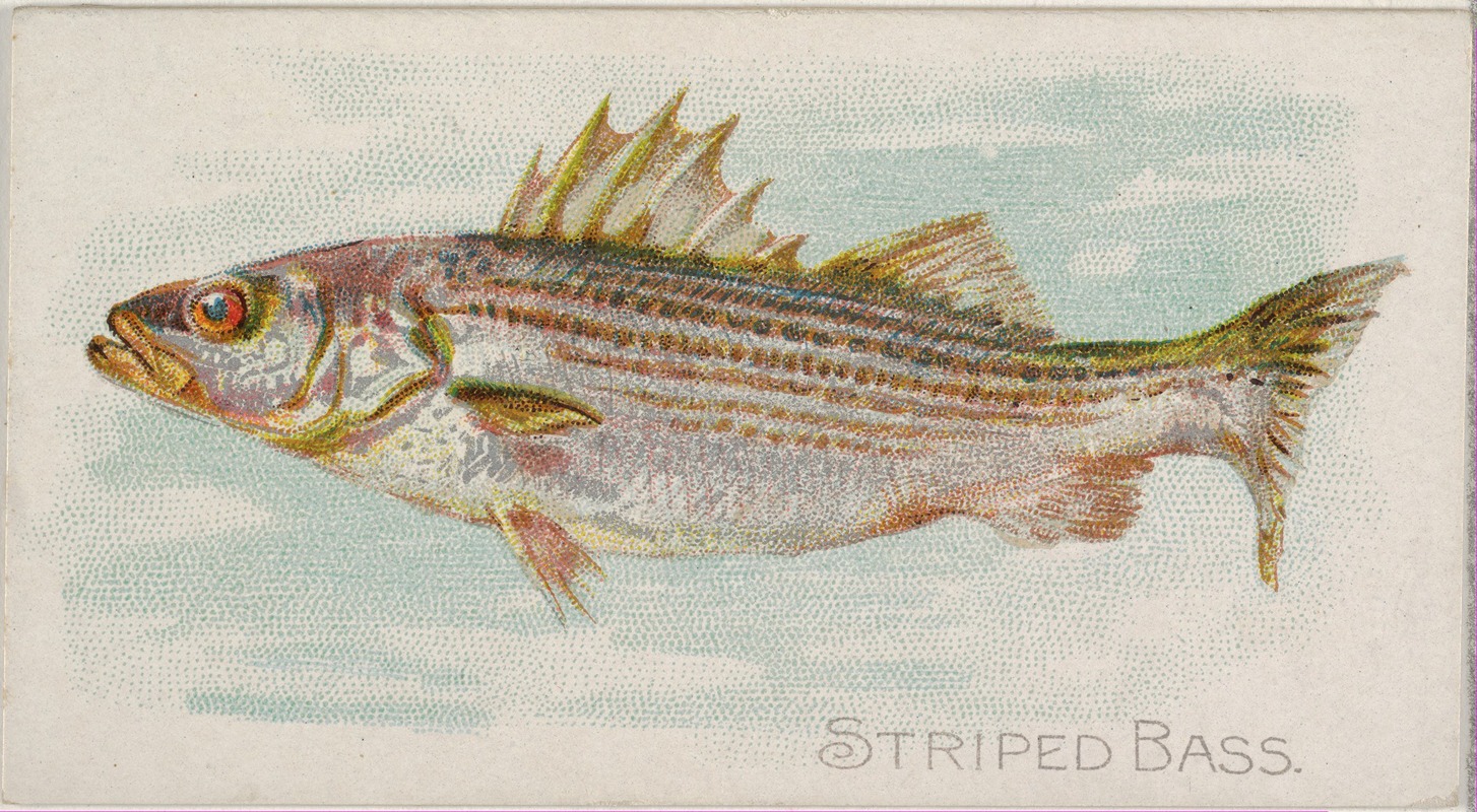 Allen & Ginter - Striped Bass