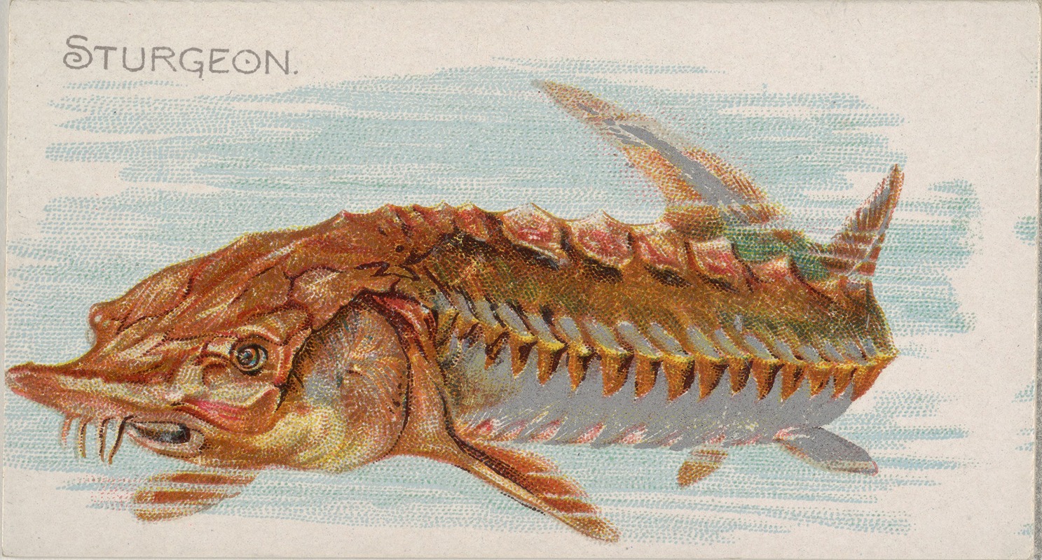 Allen & Ginter - Sturgeon