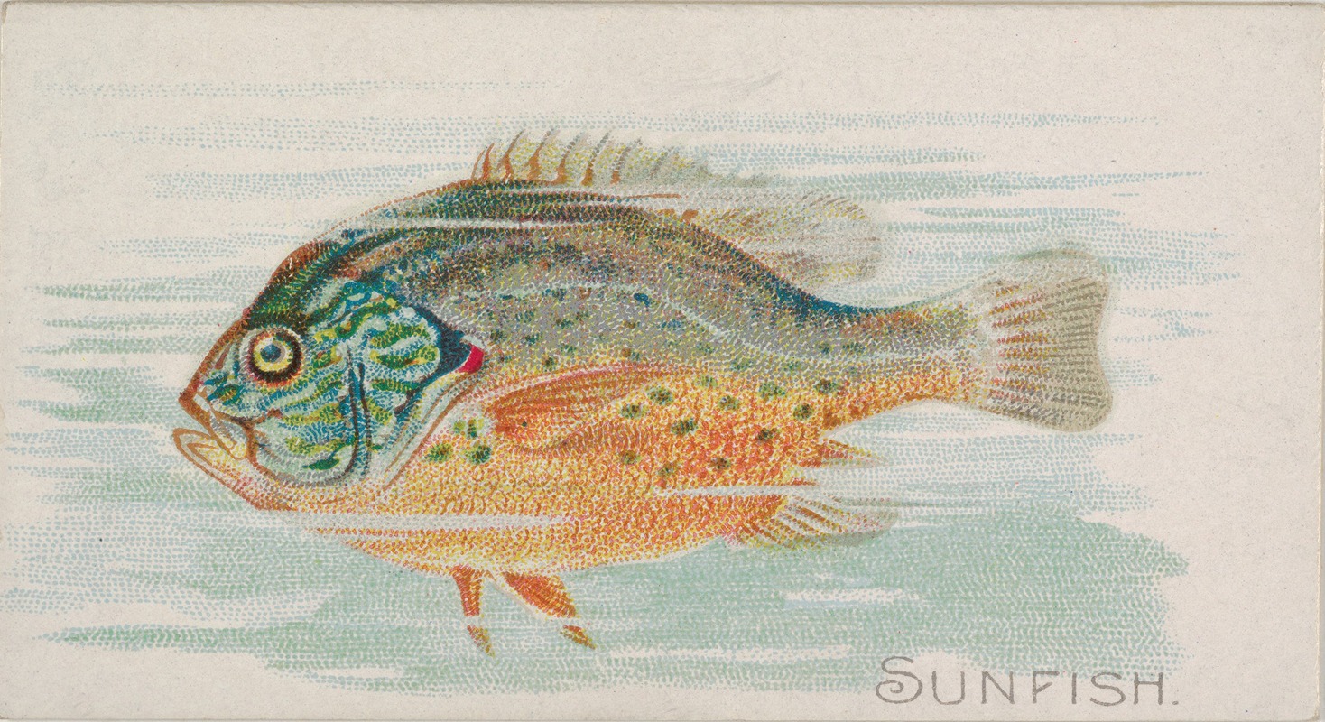 Allen & Ginter - Sunfish