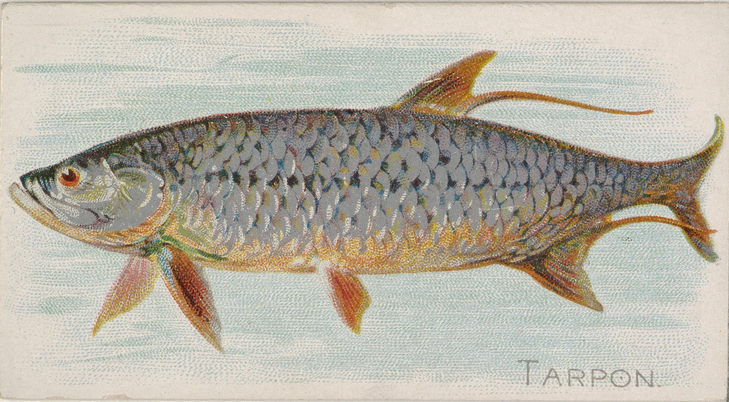 Allen & Ginter - Tarpon