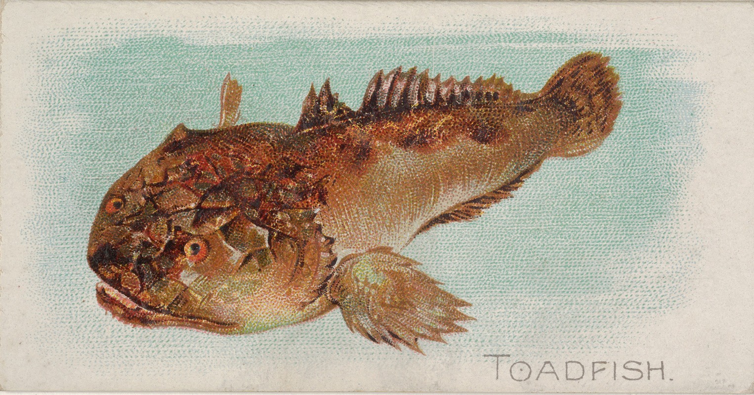 Allen & Ginter - Toadfish