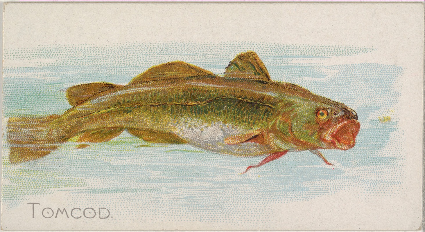 Allen & Ginter - Tomcod