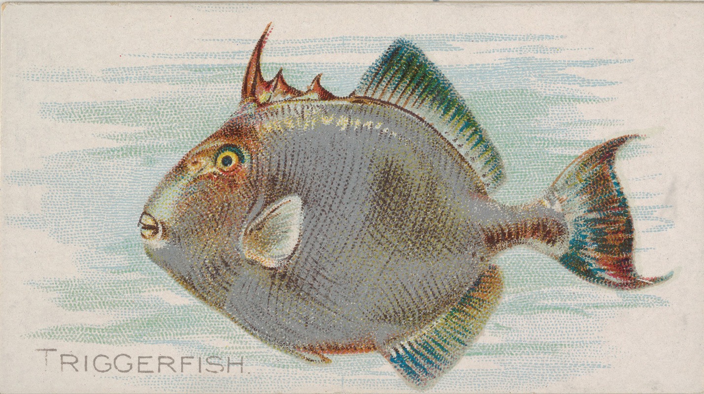 Allen & Ginter - Triggerfish