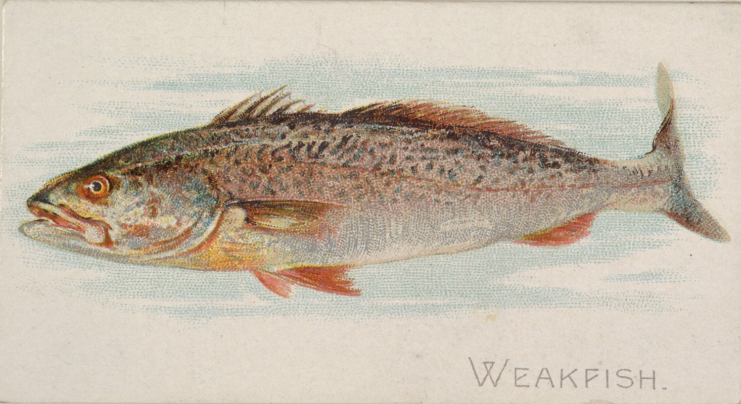 Allen & Ginter - Weakfish