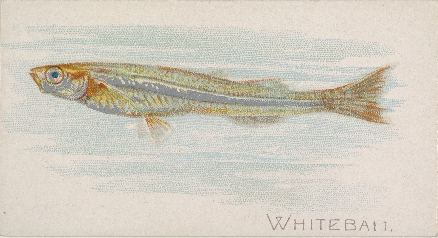 Allen & Ginter - Whitebait