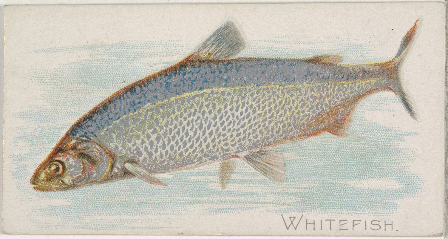 Allen & Ginter - Whitefish