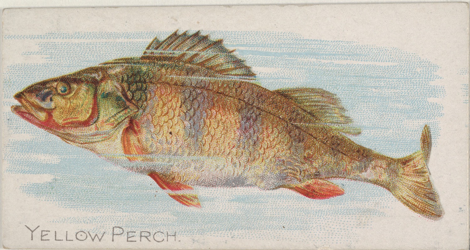 Allen & Ginter - Yellow Perch