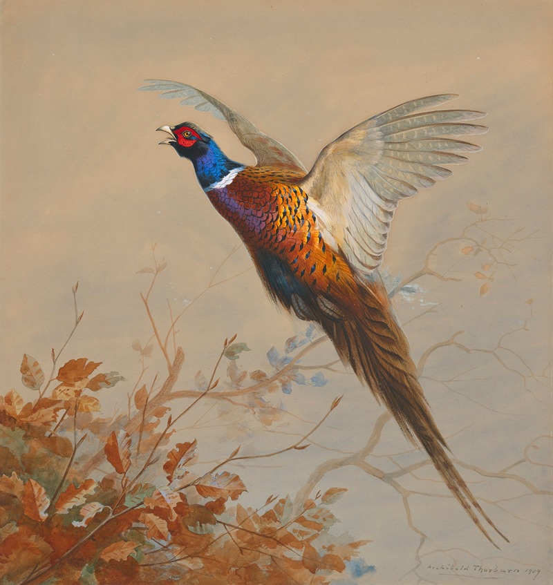 Archibald Thorburn - A cock pheasant in flight