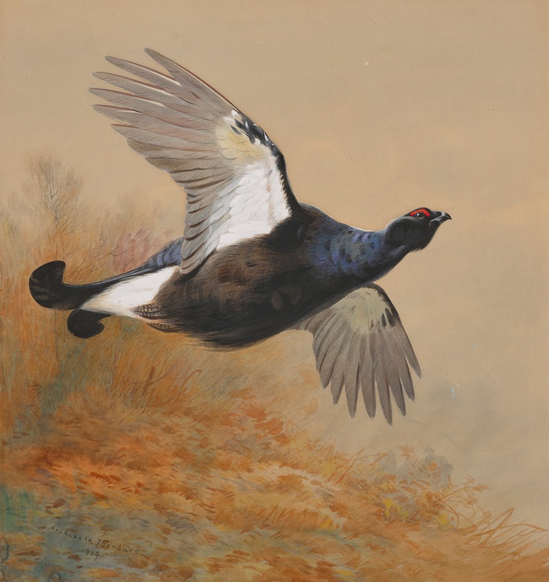 Archibald Thorburn - Blackgame in flight