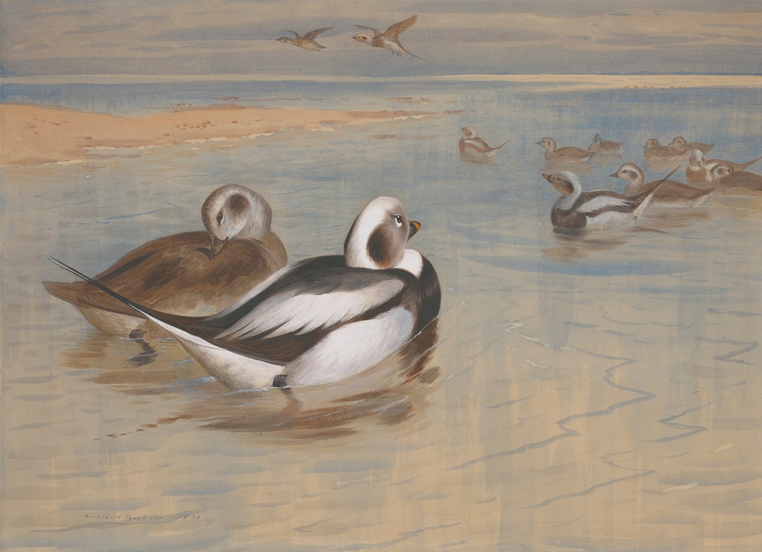 Archibald Thorburn - Long-tailed ducks