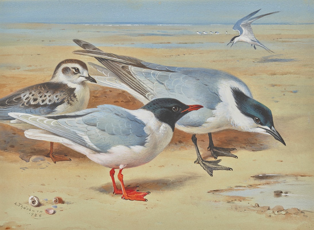 Archibald Thorburn - Mediterranean gull and juvenile with sandwich terns on a beach