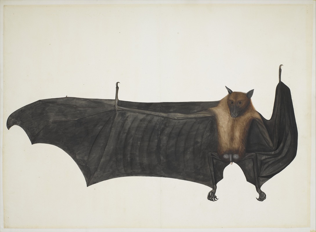 Bhawani Das - Great Indian Fruit Bat