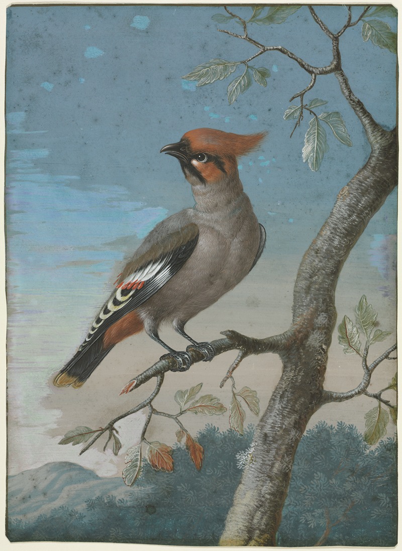 George Edwards - Bohemian Waxwing