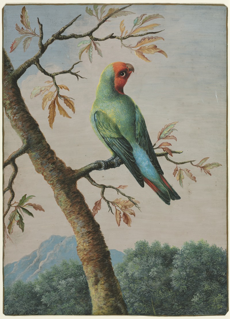 George Edwards - Rosy Faced Love Bird