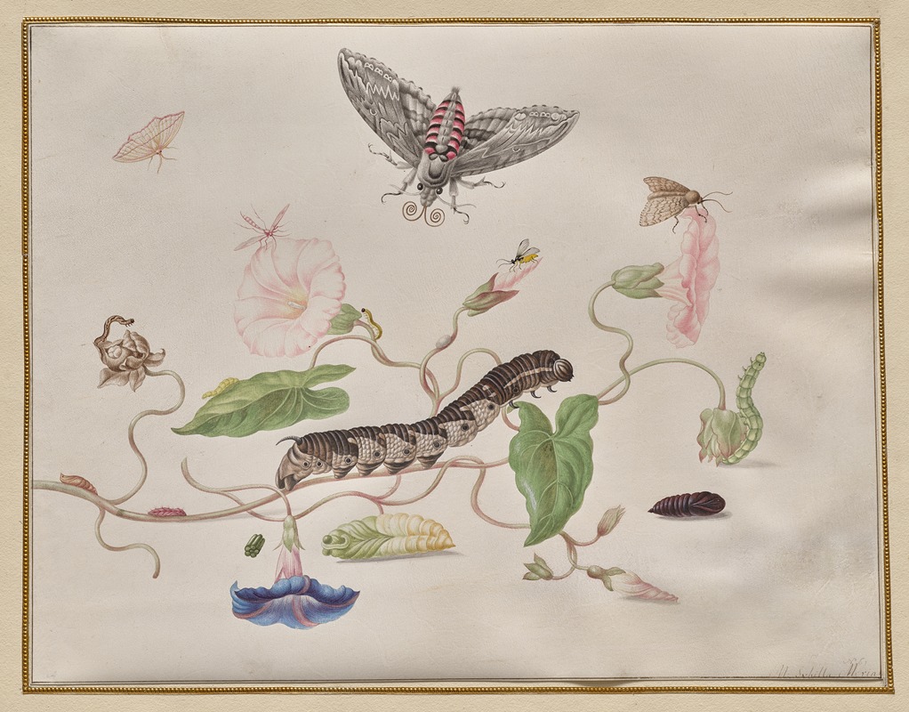 Maria Sibylla Merian - Convolvulus and Metamorphosis of the Convolvulus Hawk Moth