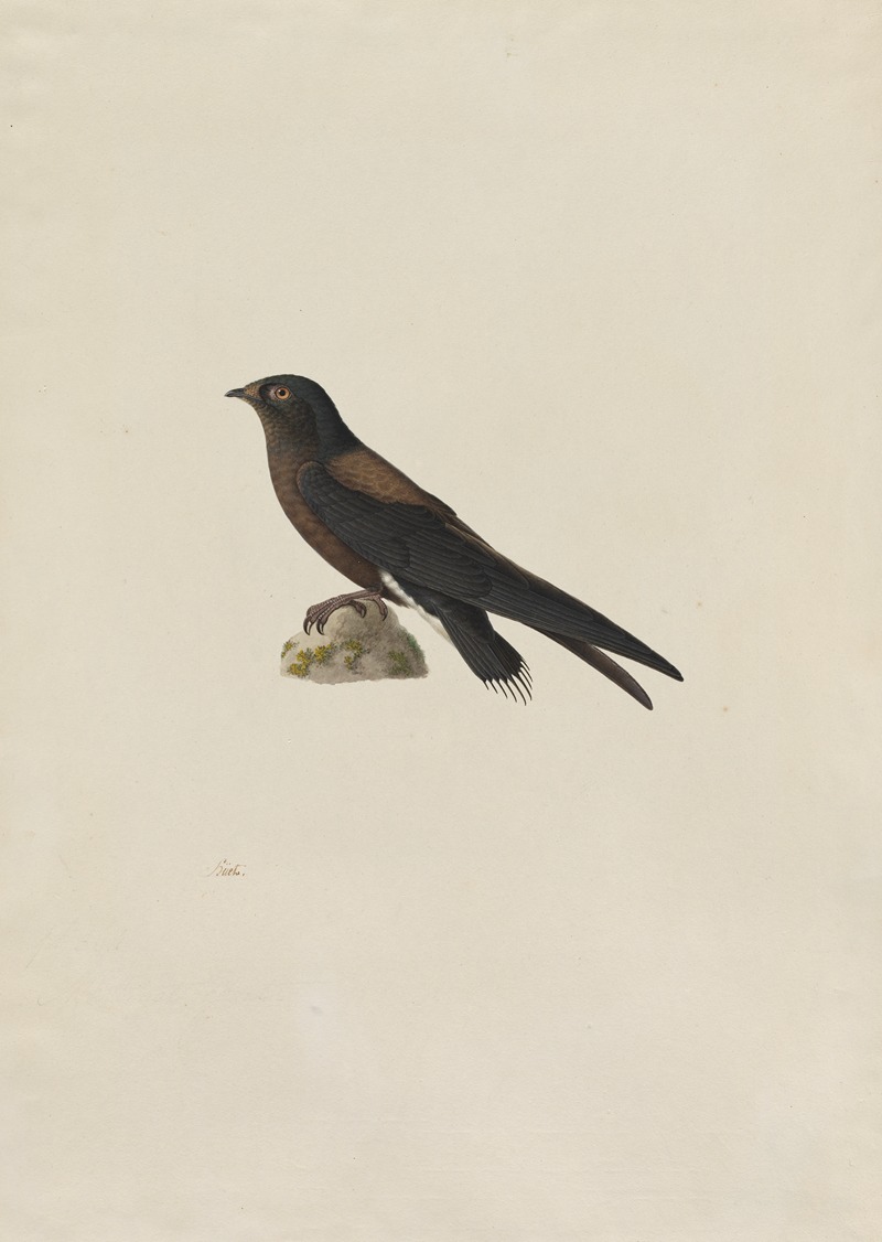 Paul Huet - Needle-Tailed Swift (Hirundapus caudaculus)