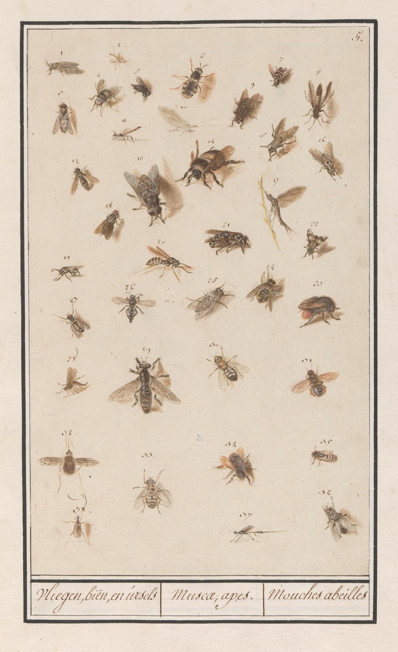 Anselmus Boëtius de Boodt - 38 gevleugelde insecten Blad met achtendertig gevleugelde insecten Vliegen, biën, en ursels Muscae, apes. Mouches abeilles