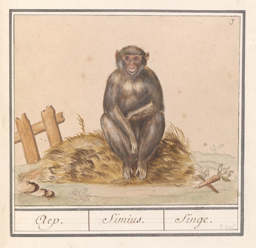 Anselmus Boëtius de Boodt - Aap (Primates) Aep. Simius. Singe